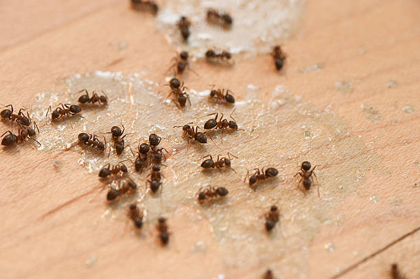 Professional Pest Control in Severna Park, MD